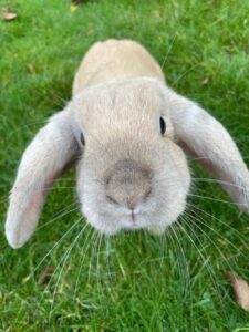 mini-me-the-bunny